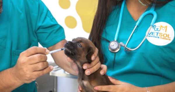 Portada: Municipalidad de Lima inauguró primera veterinaria solidaria en Comas: consulta costará S/10