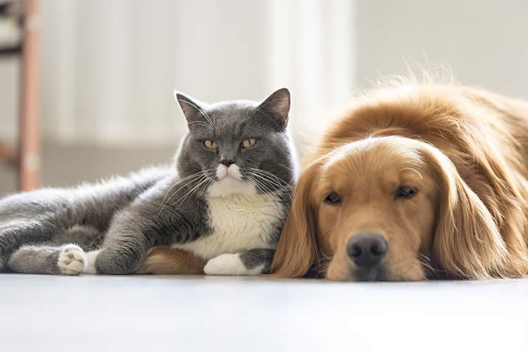 Perros y gatos refugiados fueron adoptados en su totalidad en Miami tras propagación del coronavirus.