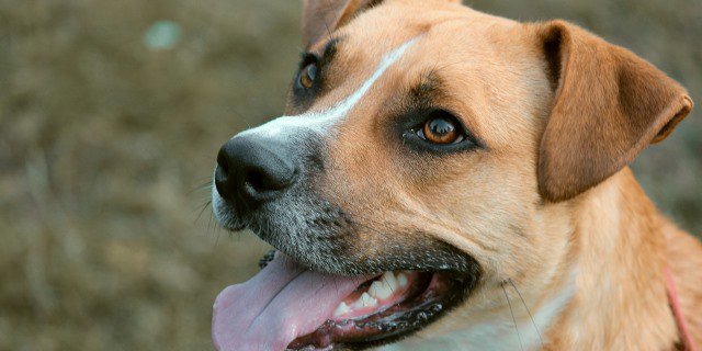 Los perros podrían olfatear presencia del Covid-19, según estudio