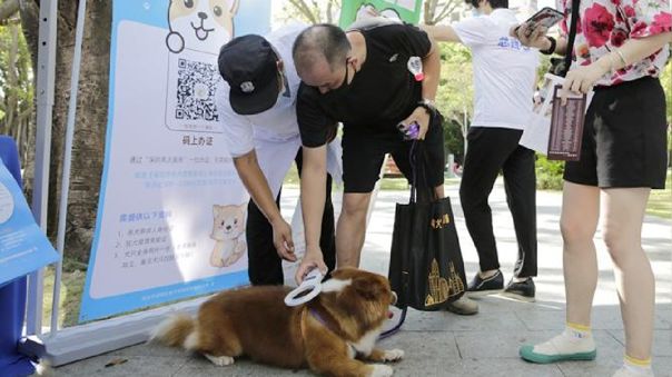 Disponen que todos los perros deben tener un microchip si quieren permanecer en ciudad china