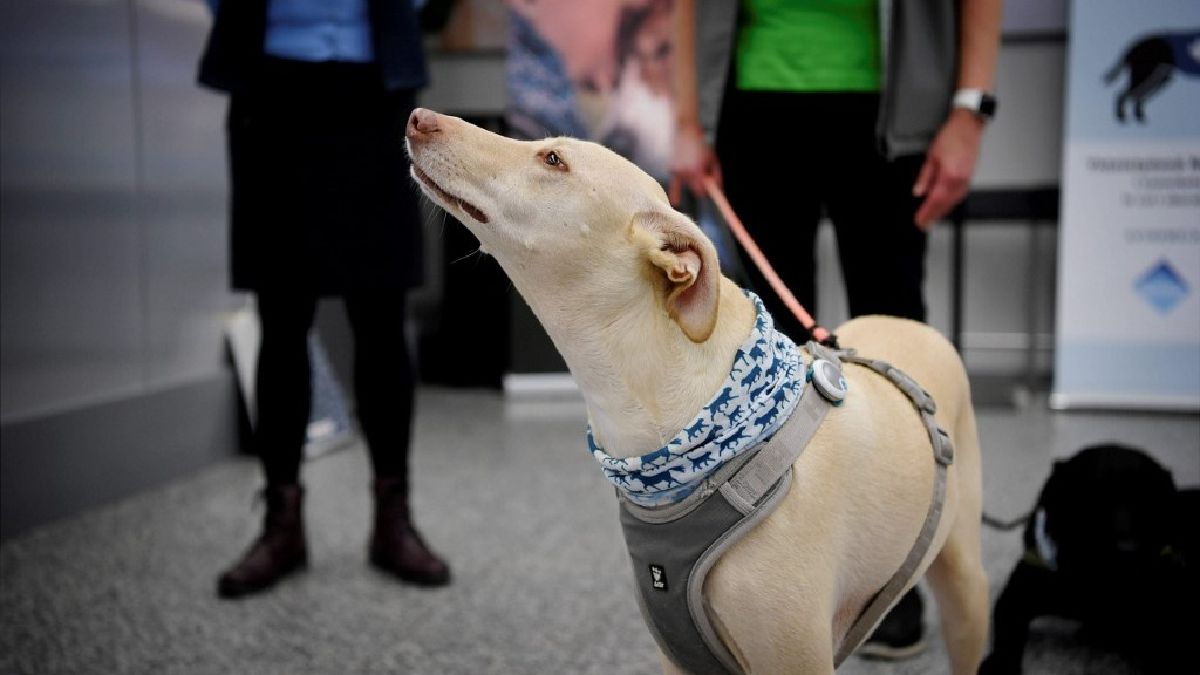 Namibia, el primer país de África en entrenar perros para detectar la Covid-19