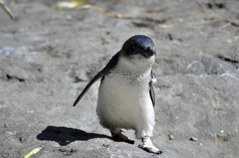 Portada: Brasil: Encuentran a un pingüino muerto tras ingerir una mascarilla