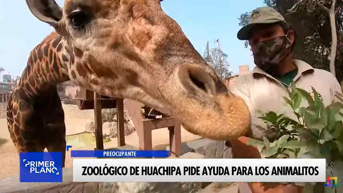 Zoológico de Huachipa pide ayuda para los animalitos