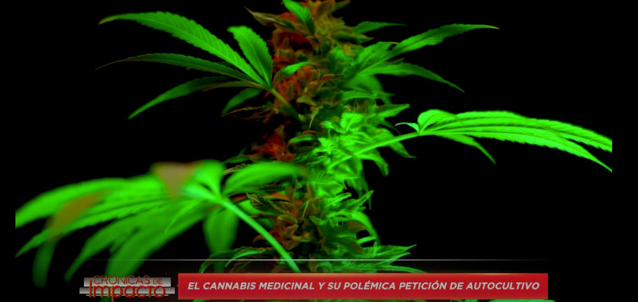 El cannabis medicinal y su polémica petición de autocultivo