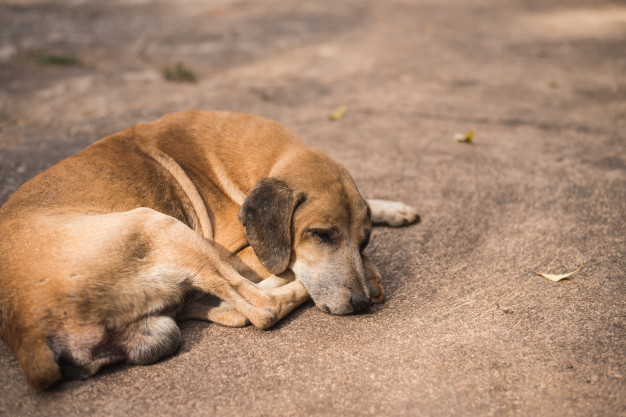 Portada: México: Ladrones se llevan alimento, medicamentos y golpean a perritos en refugio canino