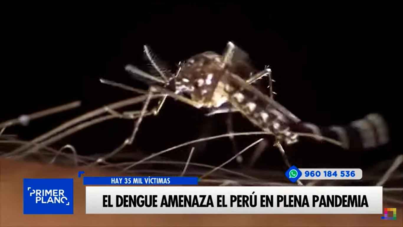 El dengue amenaza el Perú en plena pandemia