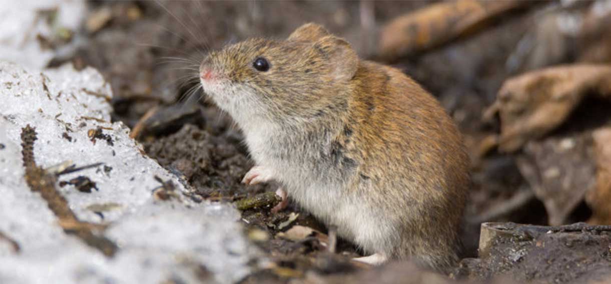 Argentina: Mujer muere por hantavirus e investigan si cepa es contagiosa