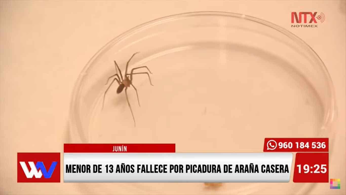 Portada: Menor de 13 años fallece por picadura de araña casera