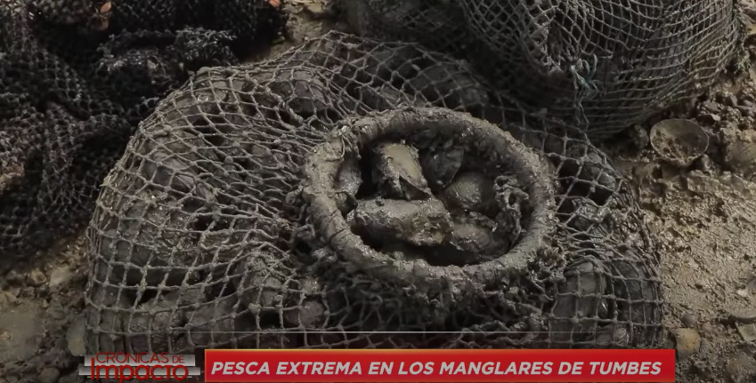 Portada: Crónicas de Impacto: Pesca extrema en los manglares de Tumbes