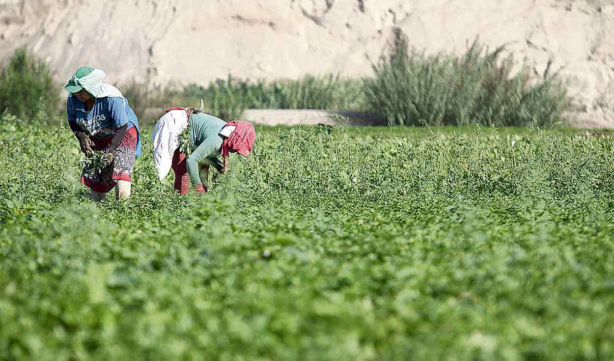 Gobierno podría observar ley agraria si esta no cumple con demandas de trabajadores y empresas