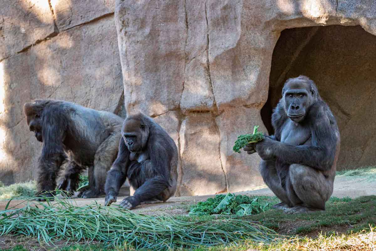 Portada: Gorilas dan positivo al coronavirus en un zoológico de California