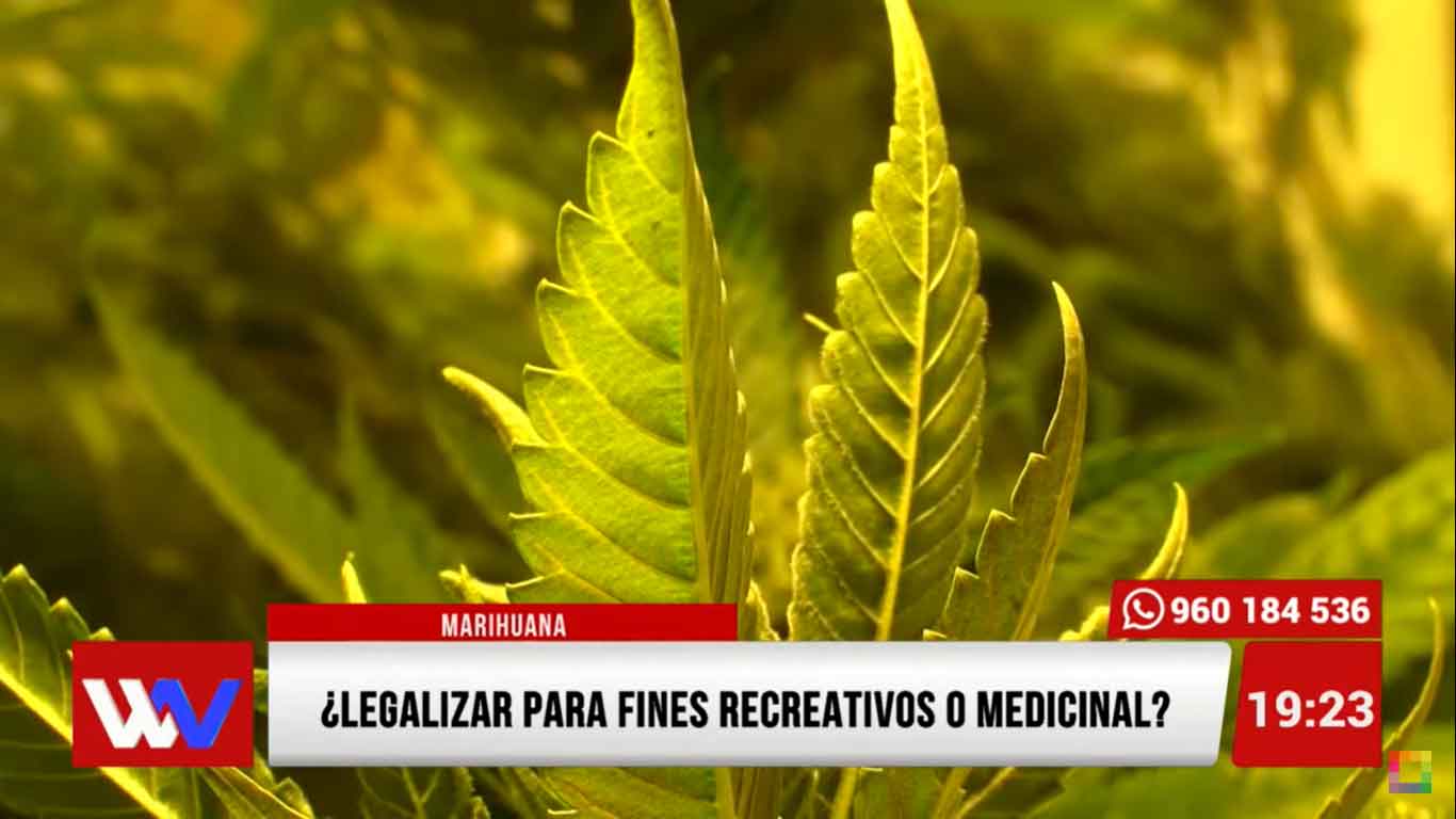 Marihuana: ¿Legalizar para fines recreativos o medicinal?