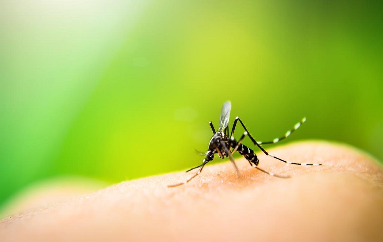 Portada: Día Mundial de la Malaria: Lo que debes conocer de esta enfermedad