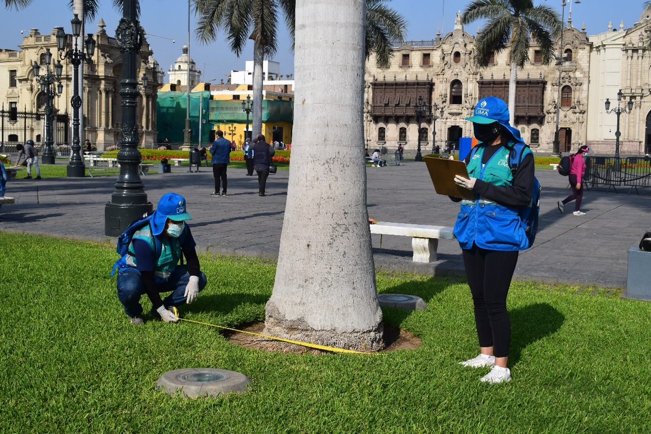 Portada: Instituto Catastral de Lima localiza más de 15 mil árboles en el Cercado de Lima