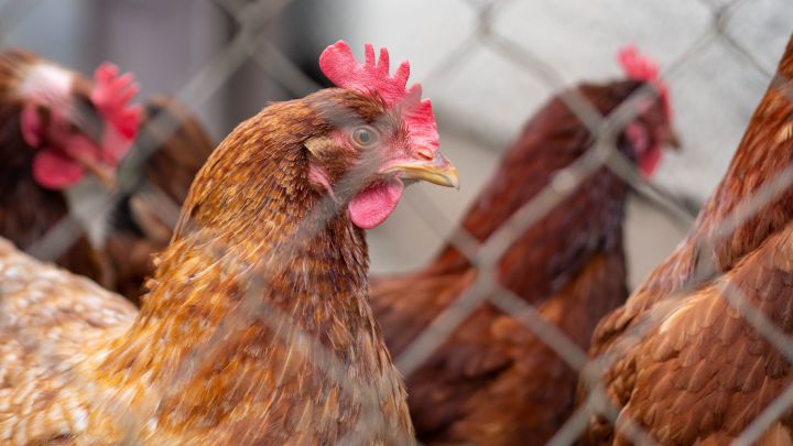 China detectó el primer caso mundial de gripe aviar H10N3 en humanos