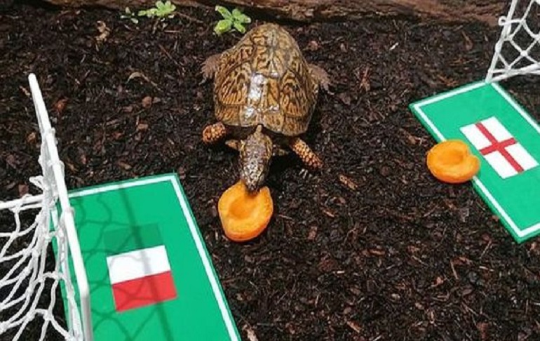 Portada: Eurocopa 2021: Tortuga austriaca pronosticó a Italia como campeona