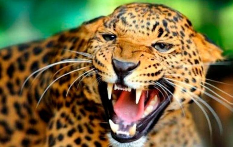 India: anciana se salva de ataque de leopardo a punta de bastonazos