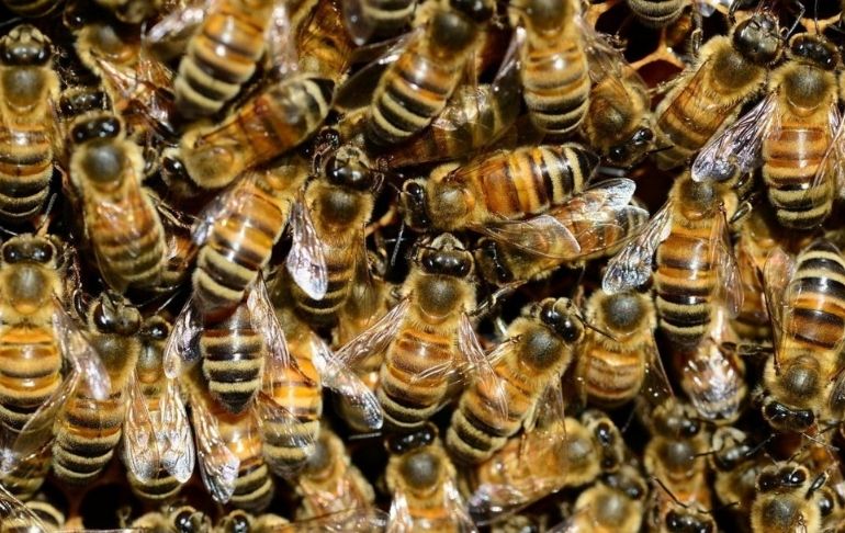 Portada: Brasil: Hombre se lanzó a lago huyendo de abejas y murió atacado por pirañas