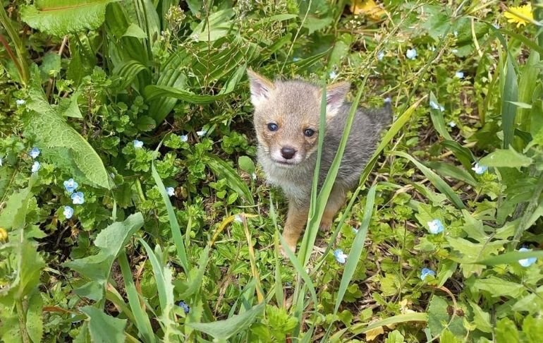 Cajamarca: Rescatan a zorro costeño bebé que iba a ser vendido por 300 soles