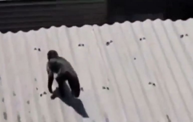 Comas: Mono Monín merodea por los techos en busca de comida y ataca a vecinos