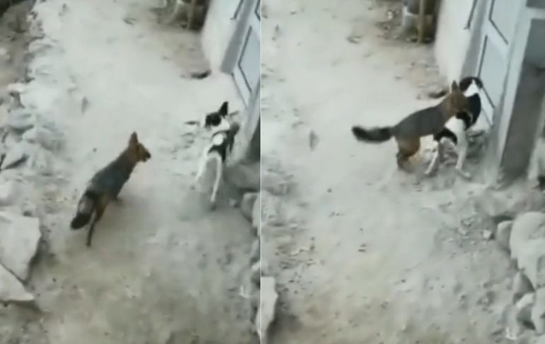 El zorro ‘Run Run’ reaparece jugando con otros perros y burla dardos que le ha lanzado Serfor