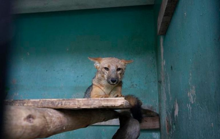 Zorrito Run Run está en cuarentena en el Parque de Las Leyendas