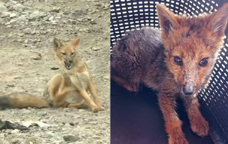 Zorro ‘Run Run’ no podrá volver a su hábitat natural e irá a Parque Zoologico de Huachipa