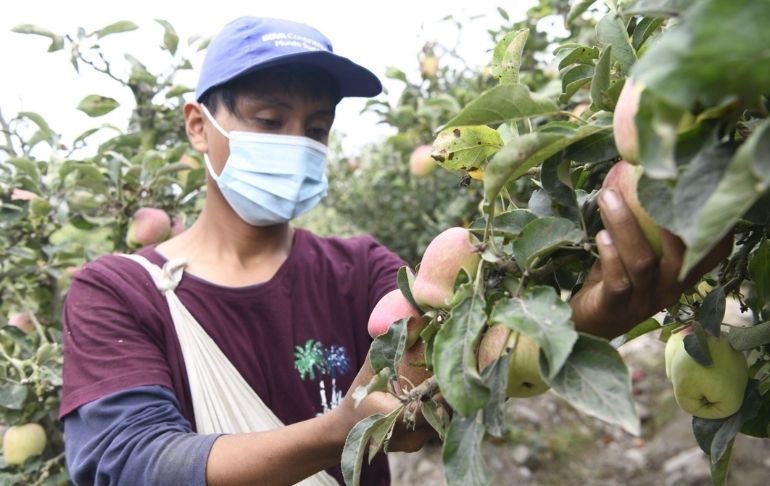 Bono de S/ 350 para agricultores se pagará desde la quincena de enero