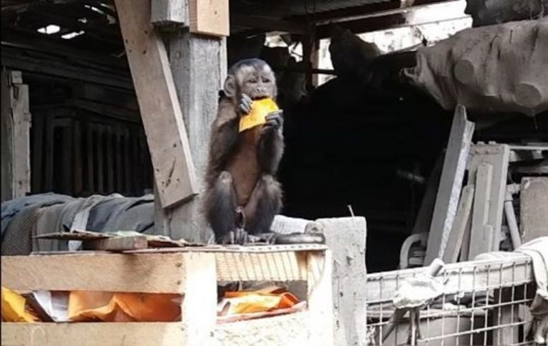 Portada: Villa María del Triunfo: familia encuentra un mono en su vivienda robando comida