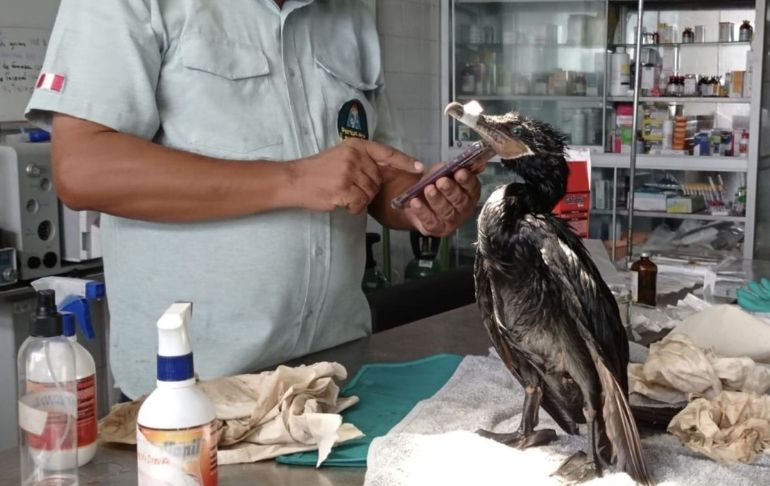 Animales afectados por derrame de petróleo son atendidos en el Parque de las Leyendas