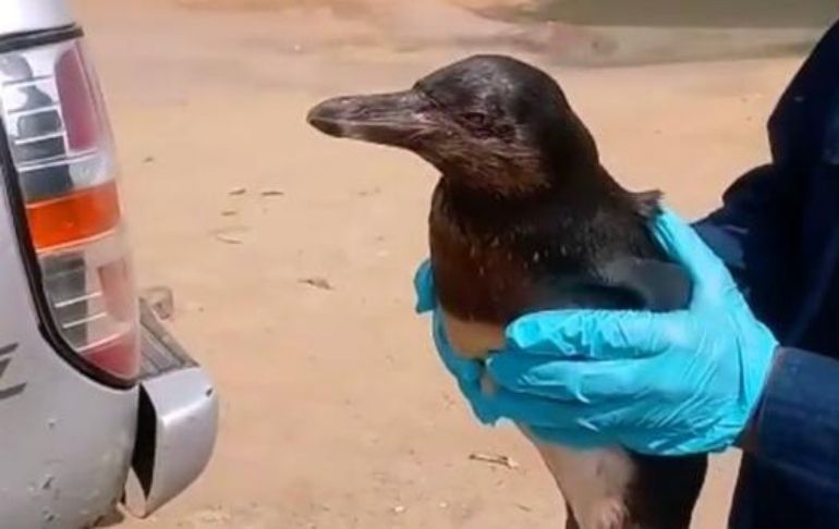 Animales heridos por derrame de petróleo llegan hasta las playas de Barranca