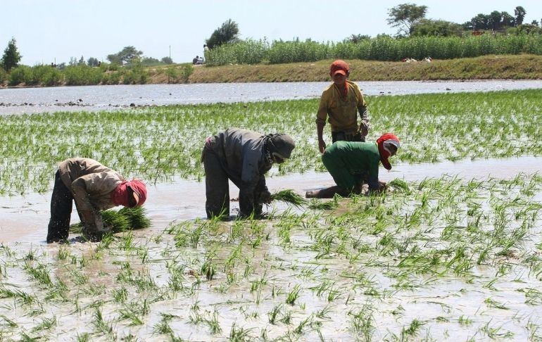 Portada: Productores de arroz evalúan subir sus precios ante alza de costo de fertilizantes