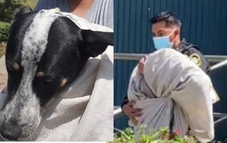 San Isidro: perrita que era golpeada por su dueña fue rescatada por policías