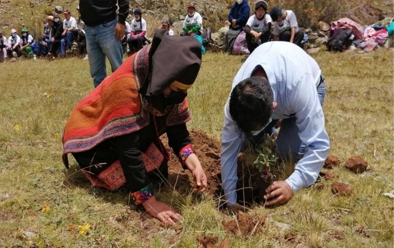 Portada: Junín: empresa minera entregó 3 mil plantones de pino y quenual a la Comunidad Campesina de Huayhuay