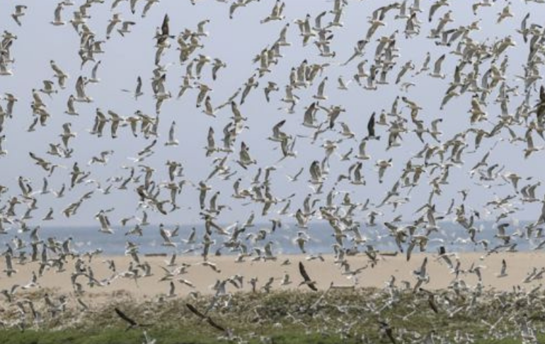 Portada: Perú ratifica su compromiso con protección de todas las especies de aves migratorias