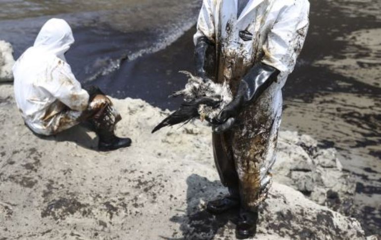Derrame de petróleo: OEFA multa con S/ 460,000 a Repsol por incumplir con rescate de fauna