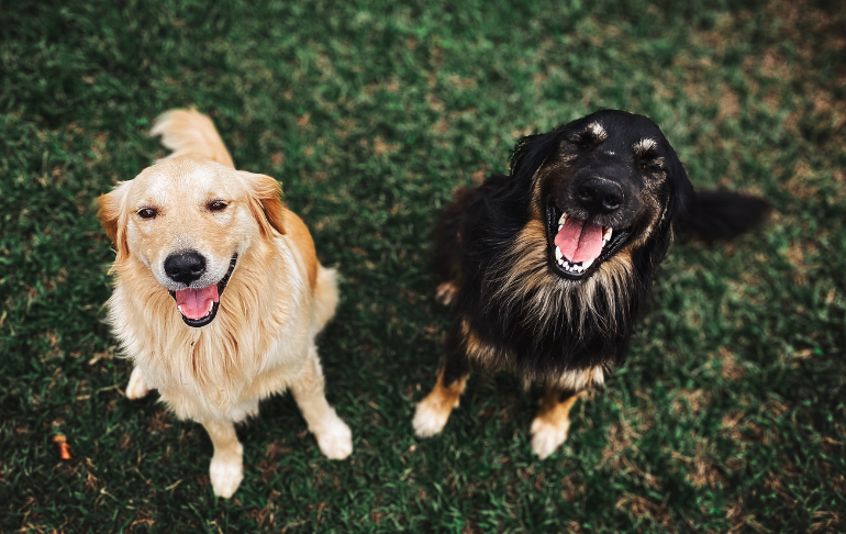 Corea del Sur: primera dama pide que dejen de consumir carne de perro