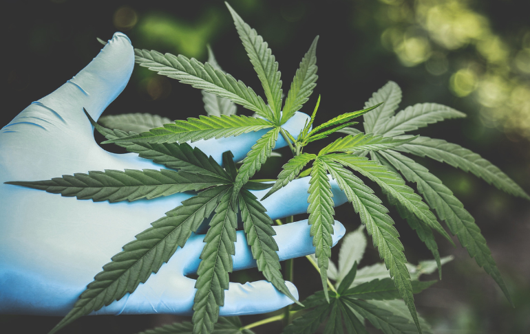 Portada: Brasil: tres pacientes son autorizados a cultivar cannabis con fines medicinales