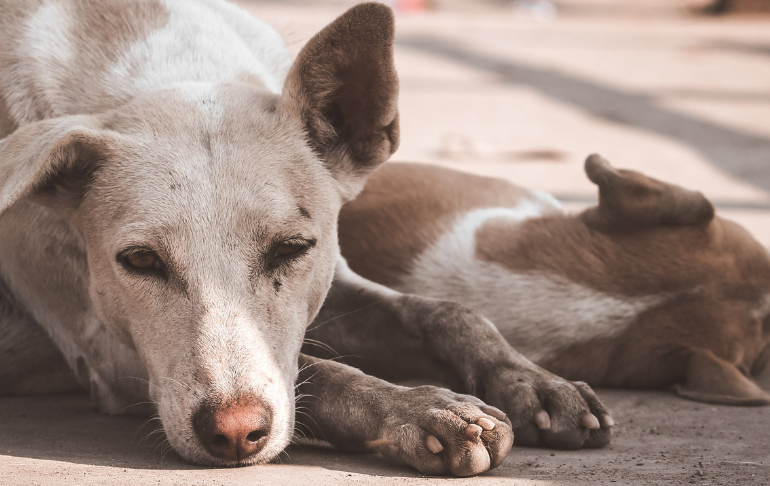 Ate: hombre balea a varios perros porque merodeaba la zona