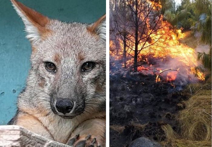 Incendio forestal pone en peligro el hogar del recordado zorrito Run Run en Cajamarca