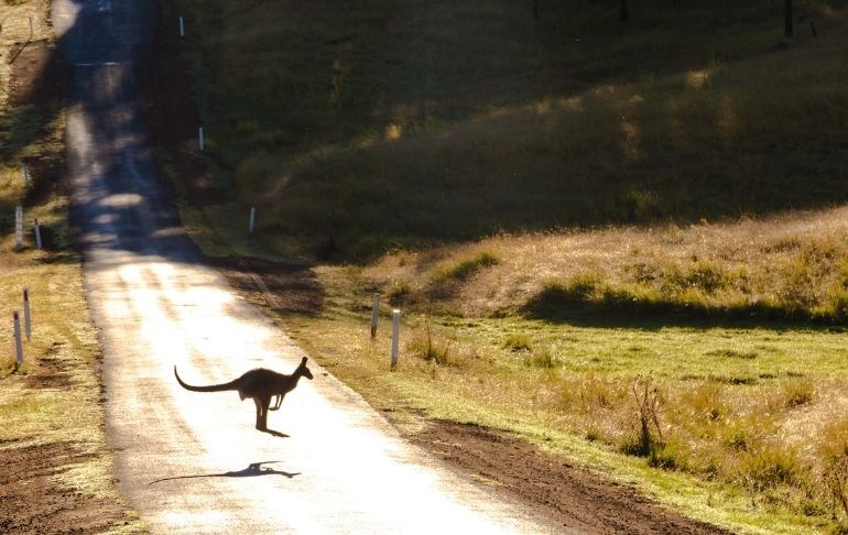 Australia: canguro salvaje mata a hombre de 77 años