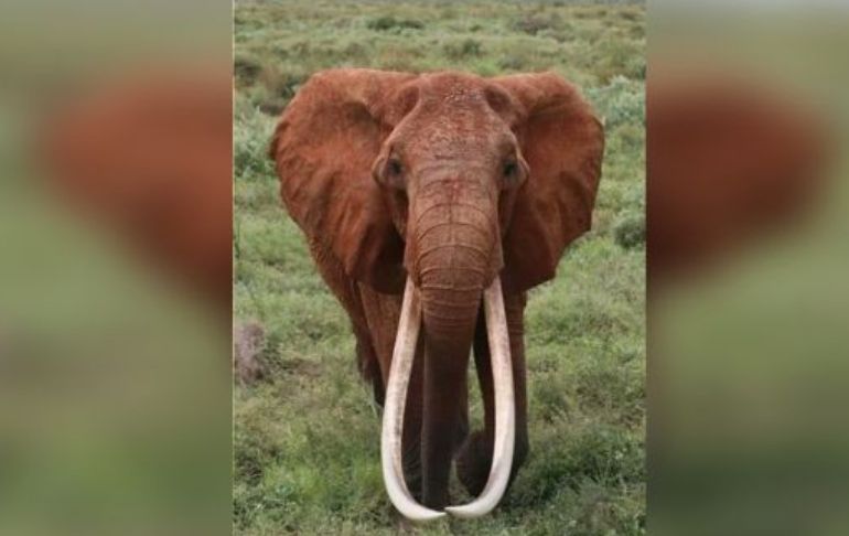 ‘Dida’: fallece elefanta con los colmillos más grandes de Kenia