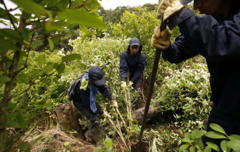 Portada: Estados Unidos está "muy preocupado" por el aumento de cultivos de coca en Colombia