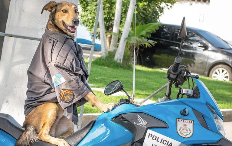 Conoce al perro policía que causa furor en Brasil [VIDEO]