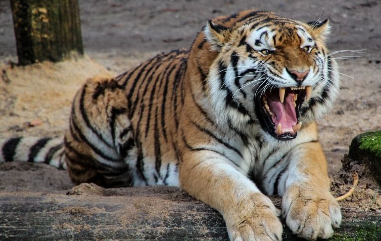 Portada: India: capturan y matan a tigre por asesinar a varias personas