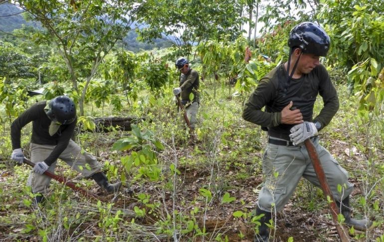 Portada: Ministerio del Interior paraliza erradicación de hoja de coca en el Vraem