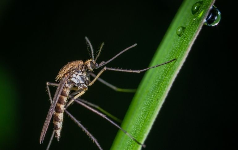 Portada: Asamblea Popular China plantea eliminar globalmente a los mosquitos