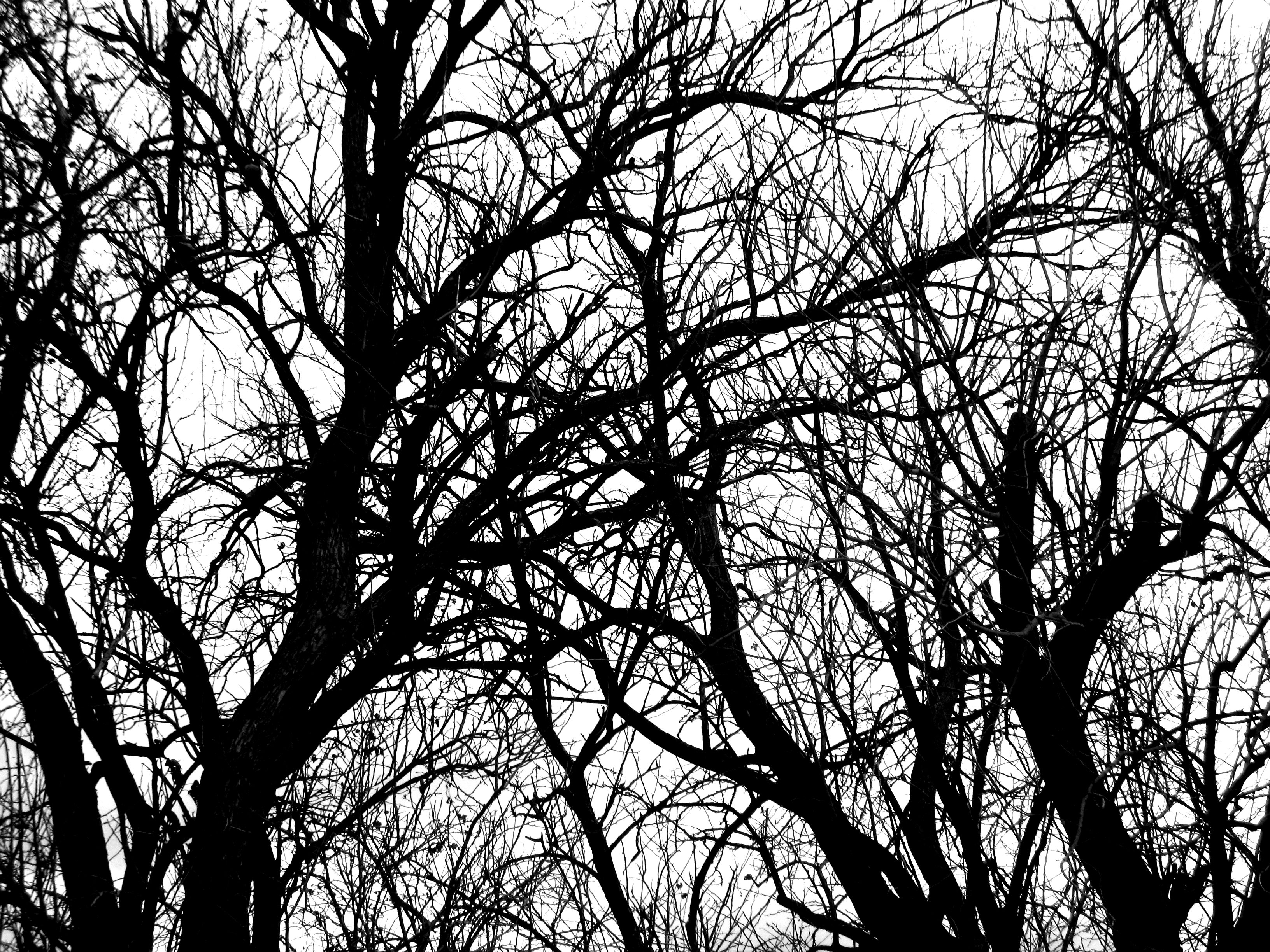 black and white tree photography