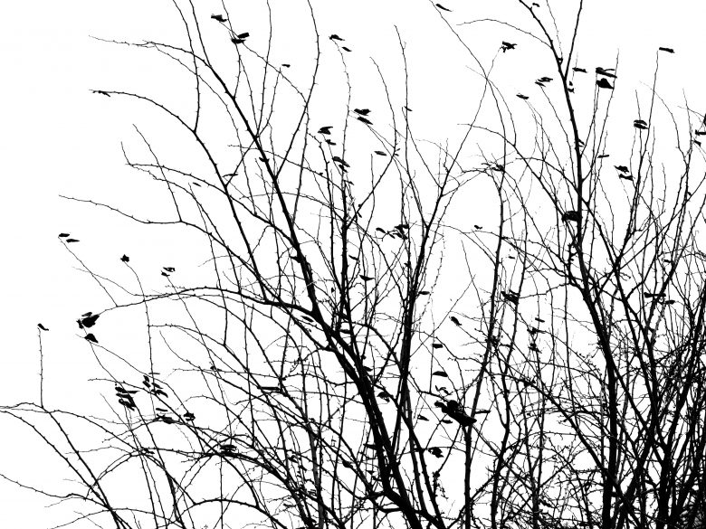 tree branch drawing black and white