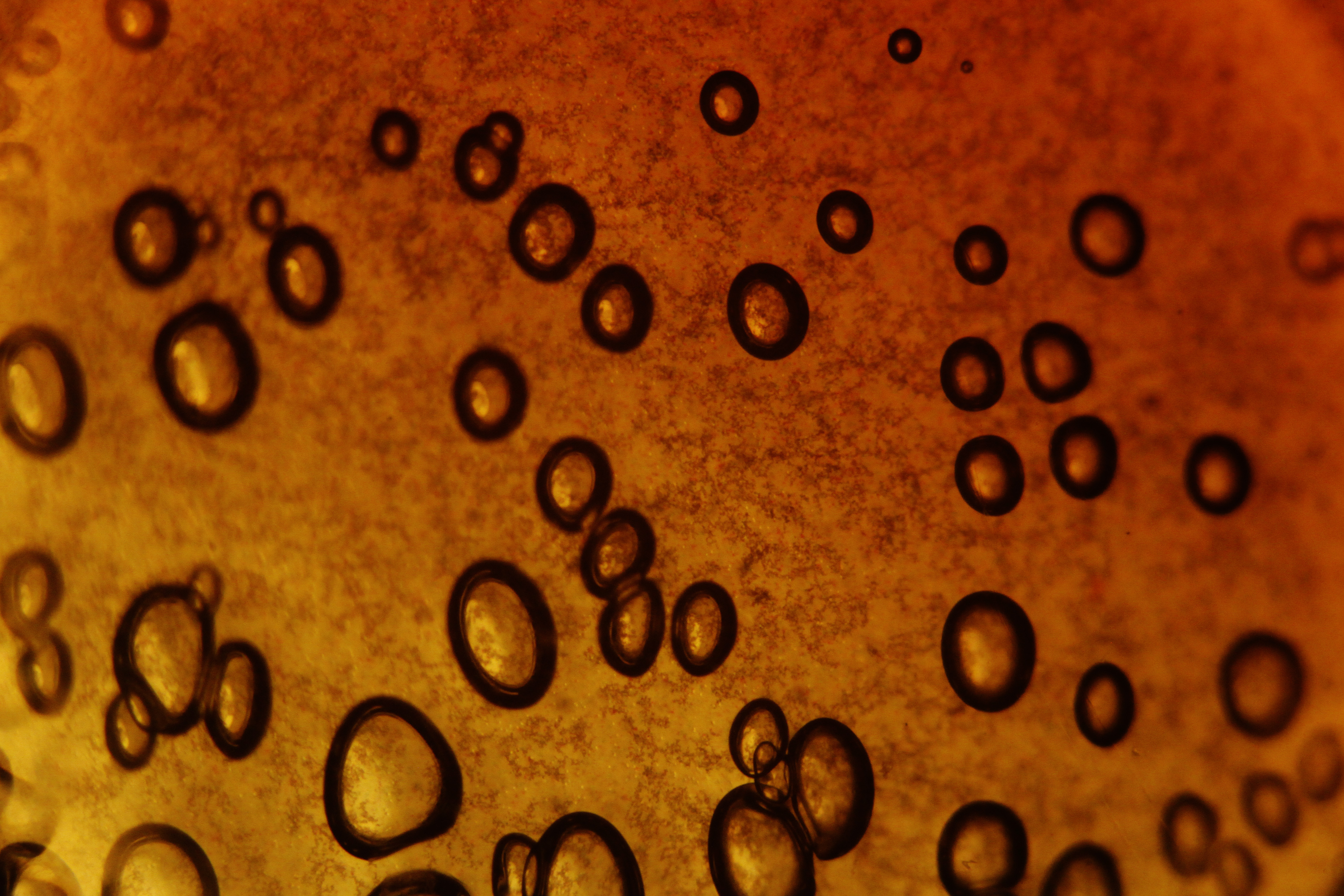 Free Brown Abstract Bubble Texture Texture L+T